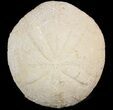 Echinolampas Fossil Echinoid (Sea Biscuit) - Dakhla, Morocco #46428-1
